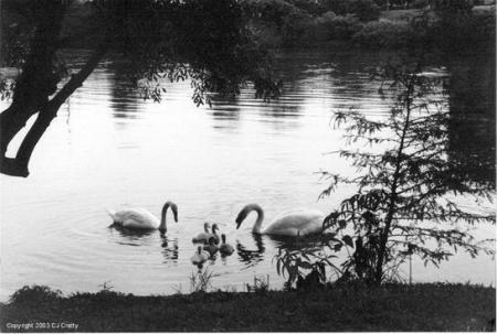 Swans on Town Lake (Austin, TX)