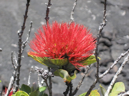Liko Lehua that grows on lava rocks