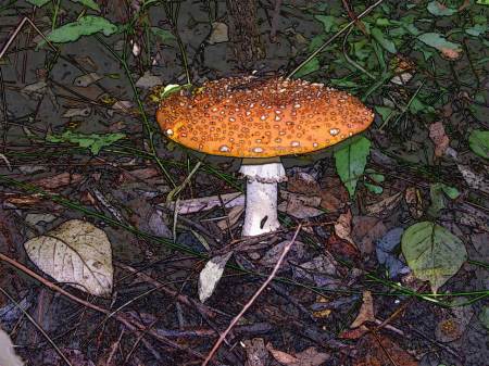 amanita