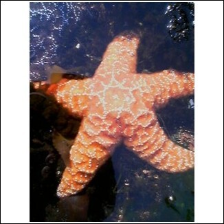 starfish2