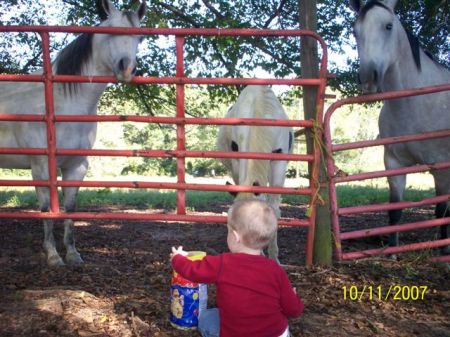 Sammy and the horses