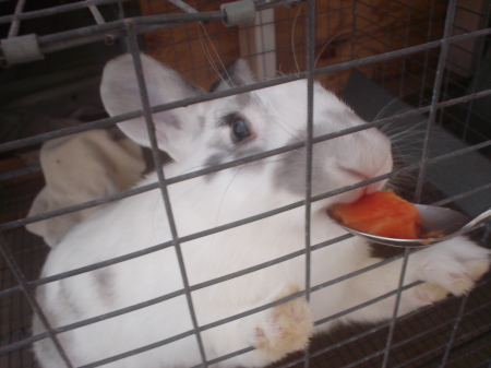 Kula eating papaya