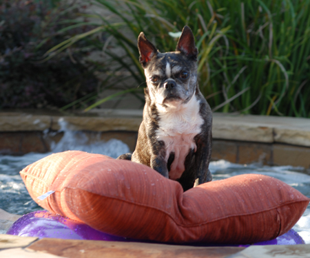 My lil' granny Lucy, floating in the hottub!