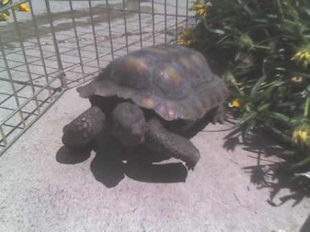 Yertle,Desert Tortoise,found as hatchling,9/92