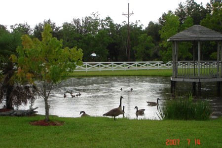 Visitors on our Pond
