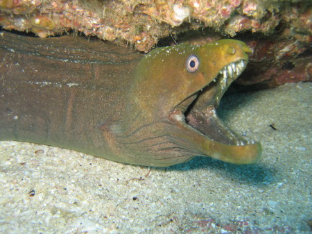 morey eel