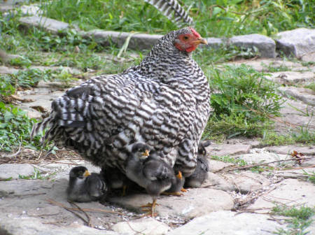 Dominique hen and chicks