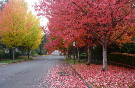 Fall ~ Street scene