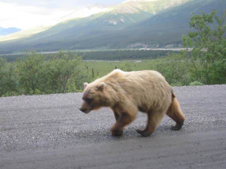 Grizzly Bear, Denali National Park 2007