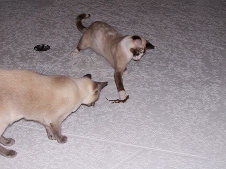 Moca & Spice playing with a lizard