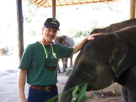 New born elephant , Chiang Mai - Thailand