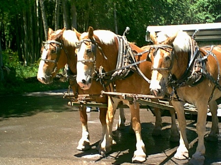 mac island horse tour