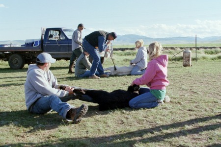 Branding in Montana