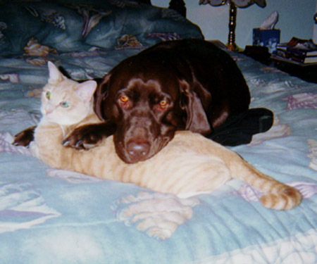 My Former, Belovedest Dog, and Cat Napping..
