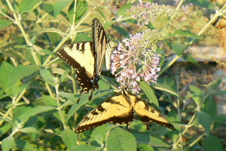 butterflies 2007