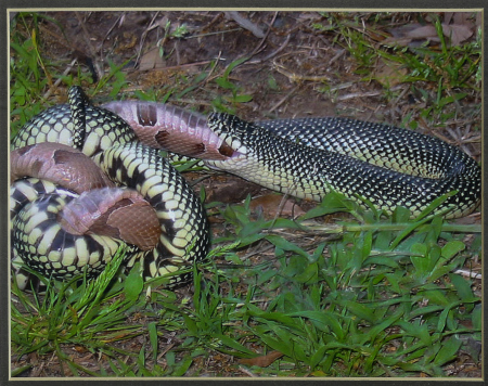 Snakes in the Yard