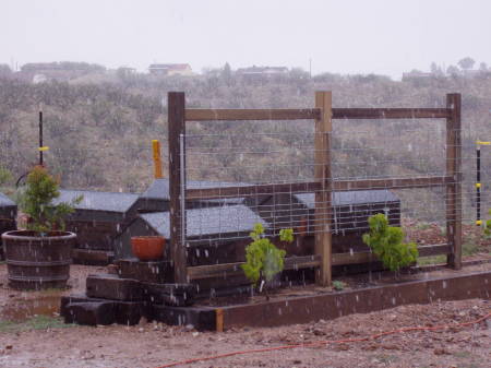 New grape arbor we built