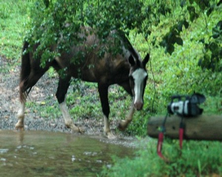 Horse suspious of my video camera