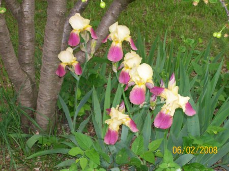 Irises