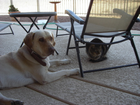 dog and cat 004