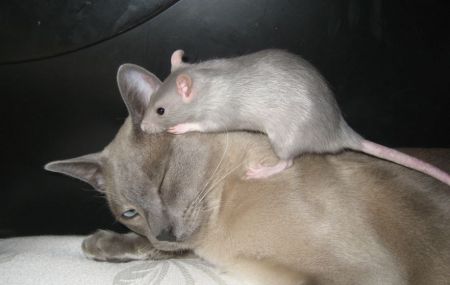 Ahh...what a wonder rat and cat!