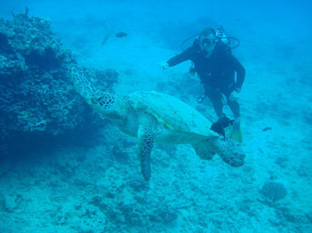 Swimming with Green Sea Turtles in HI