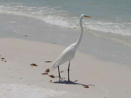 white egret