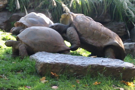 Turtles having sex!