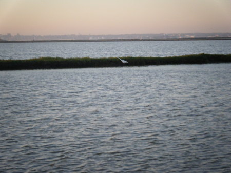 Egret photo just out side my door