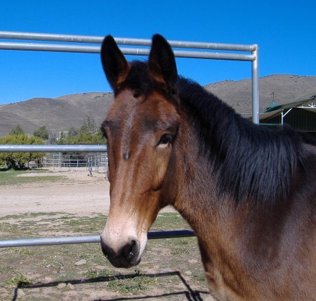 Baby Jack - Peruvian Paso Mule