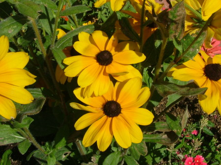 blackeyed susans