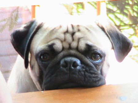 my pug