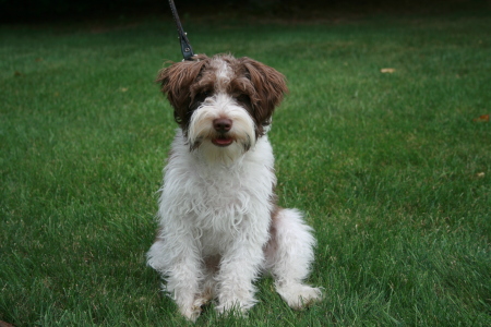 Cooper, one-year old - June 2011