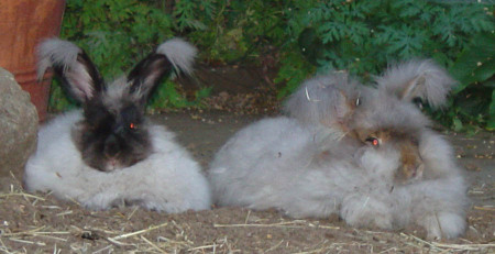 Angora bunnies 5