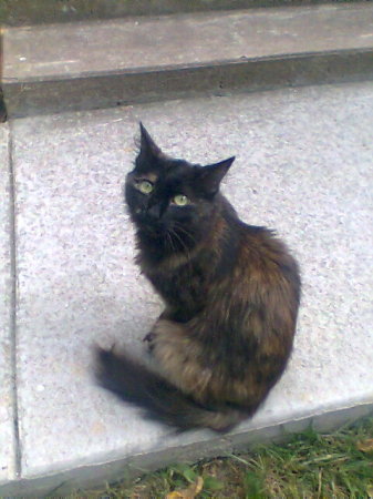 Stray cat. She stays around for food.