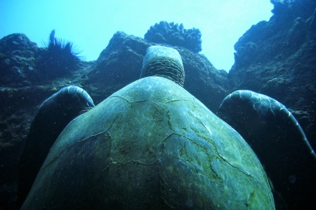 Green Sea Turtle....Kauai