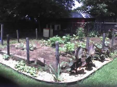 The beginning of my veg garden