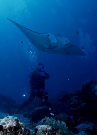 Shooting a Manta in Palau