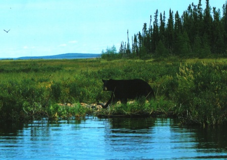 Bear in Canada