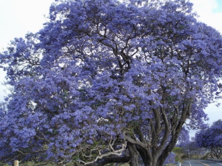 Jackoranda trees bloom once year upcountry