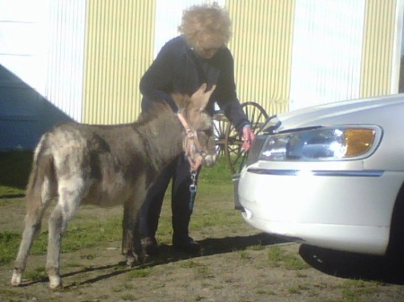 Oscar 6 month old miniture donkey and me