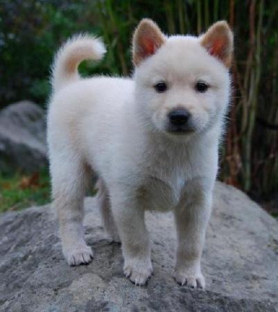White Jindo Puppy