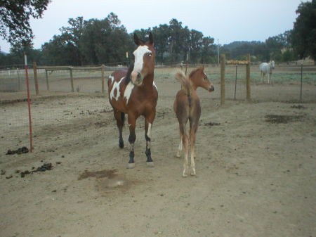 My mare Mindy and her filly Dixie 7-24-08
