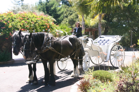 Beautiful Carriage and Horses