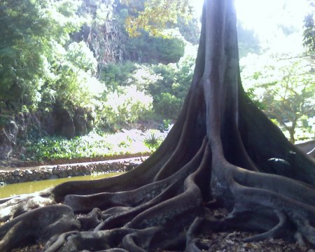 Jurassic Park Tree