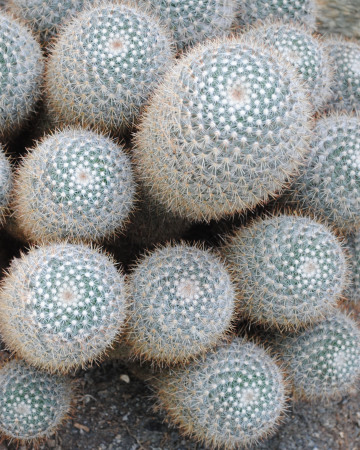 CactusCluster_0210