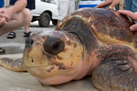 "Skylar" - A Loggerhead Sea Turtle