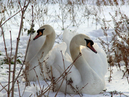 Swans taking refuge is the Snow