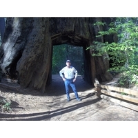 Giant Redwoods