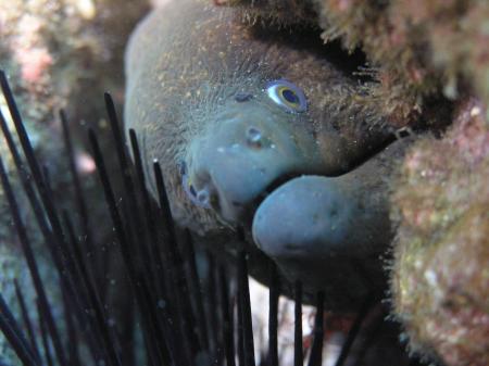 Old man of the sea